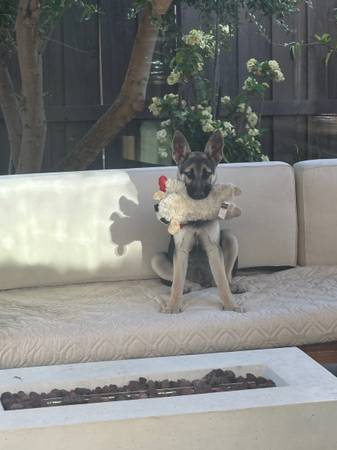 German Shepard puppy - $5063471079730945120