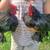 Multiple Young Friendly Bantam Roosters Available- Free- READ 1 thumbnail