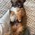Shihpoo Puppy 3 thumbnail
