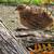 Coturnix quail 4 thumbnail