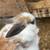 Bunny/ Rabbit 5 thumbnail
