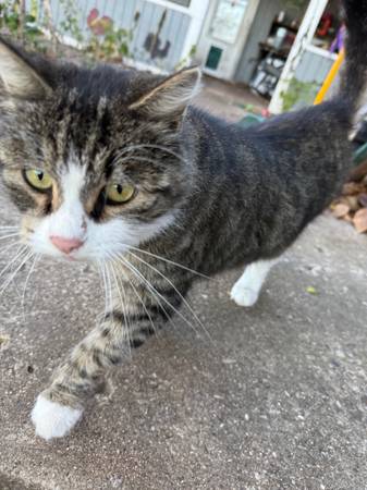 Free indoor/outdoor female cat (spayed) 1