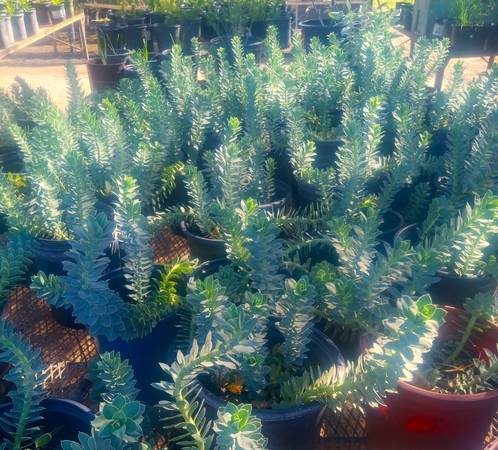1 GALLON EUPHORBIA MERCINITES 1