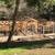 Custom Coops, Cages, Aviaries, and More 10 thumbnail