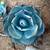 Artichoke Agave & Golden barrel 2 thumbnail