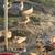 Moscoye ducklings 4 thumbnail