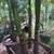 *** KING Palms *BAMBOO  PALMS*LADY PALMS* Kentia palms   *** 3 thumbnail