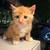 Schottish littens 2 thumbnail