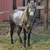 Horse 6 thumbnail