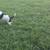 Dog 14 thumbnail