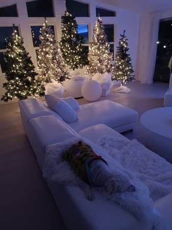 5: Christmas trees 1