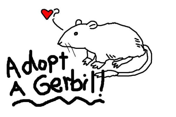 Gerbils for adoption? 1