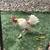 Mini rooster 6 thumbnail