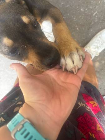 Stray Dog (Lexington)63976602943875120