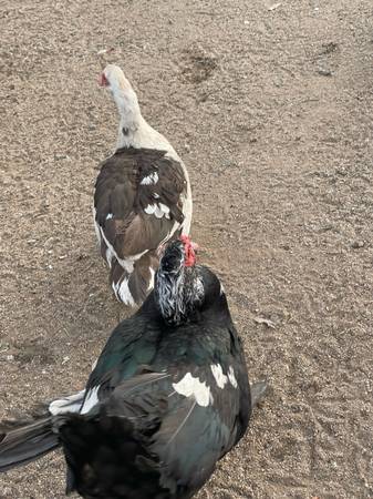 Fresh Muscovy Duck 🦆 1