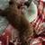 Miniature red poodle 5 thumbnail