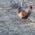 Rooster 2 thumbnail