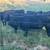 Replacement Heifers 3 thumbnail