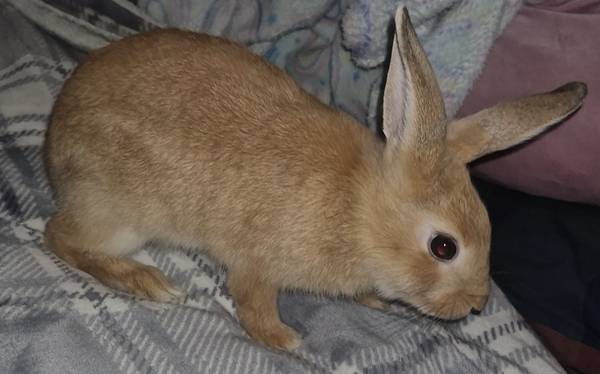 Two bunnies available 1
