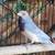 Gouldians 5 thumbnail