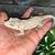 Gargoyle Gecko Female Adult 1 thumbnail