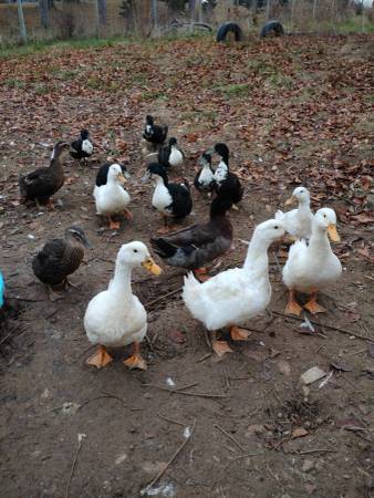 Ducks 1