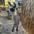 "Venus" -  Young Female Cria (Baby Llama) 7 thumbnail