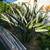 Free Birds of Paradise Plants 1 thumbnail