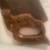 ANTIQUE  DISSTON    WOOD   SAW 2 thumbnail