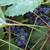 Grapes, two different varieties 1 thumbnail