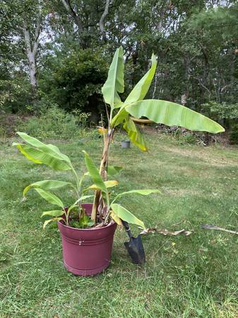 Hardy Dwarf Banana Tree with Daughters 1