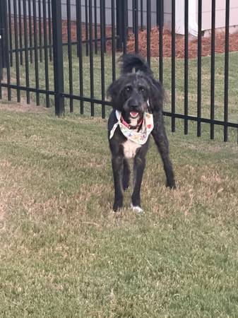 2 yr Golden Sheepadoodle (Canton)582062423136675843