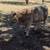 Charolais/Angus 3 thumbnail