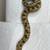 Hognose snakes for rehoming 2 thumbnail