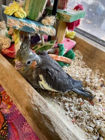 Rehoming Cockatiels (Las Vegas)63860183159043122