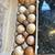 PASTURE-RAISED fresh eggs! 2 thumbnail