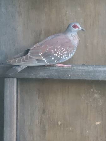Triangular spotted pigeon63839344639233120
