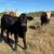 Brangus/beefmaster bull 1 thumbnail