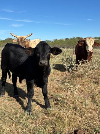 Brangus/beefmaster bull 1
