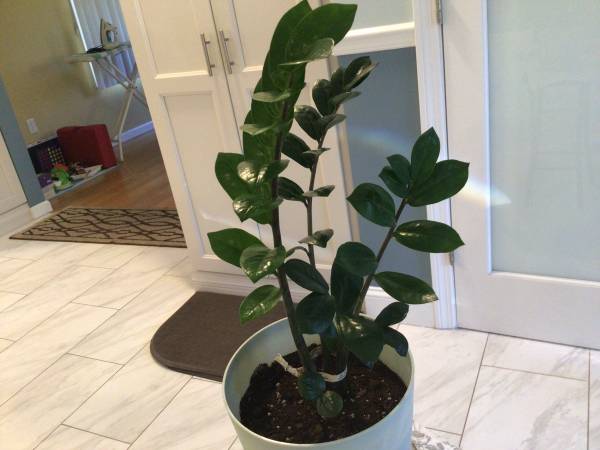 ZZ Plant 1