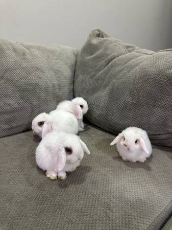 Holland Lop Bunnies 1