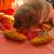 Golden Retreiver 5 thumbnail