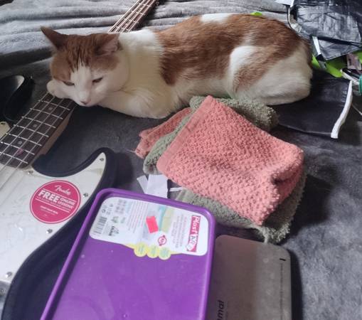 Nice cat for Loving home (Brooklyn)63996312882690120