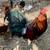 Game and Non-Game Chickens for Sale 10 thumbnail