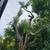 YARD CLEAN-UP( JUNKREMOVAL(LAWNCARE(TRIM TREE) 15 thumbnail