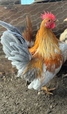 Mini rooster 1