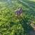 Kinder Goat Doelings 1 thumbnail