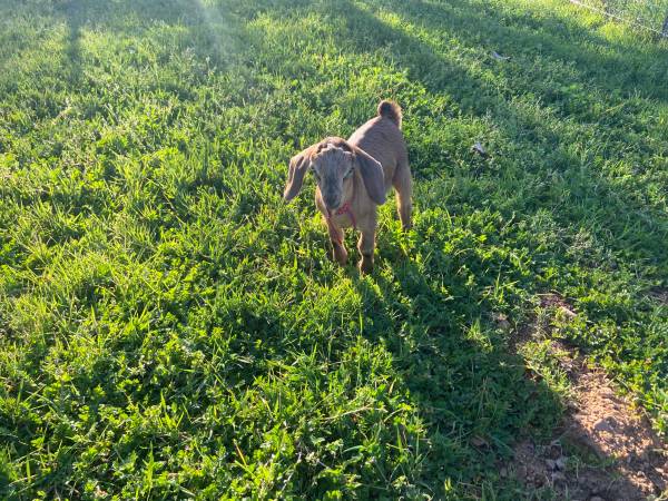 Kinder Goat Doelings 1