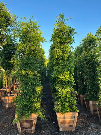 Ficus nitida indian laurel hedge 1