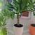Green healthy plant in a ceramic pot, 1 thumbnail